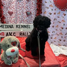 Breezy - Portuguese Water Dog