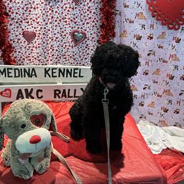 Breezy - Portuguese Water Dog