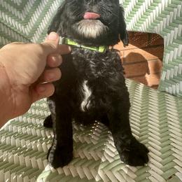 Sheepadoodle Puppies from Boujie Doo’s