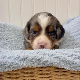 Cobalt - Merle male Cavapoo puppy in Knoxville, Tennessee from Duke’s Forever Doodles