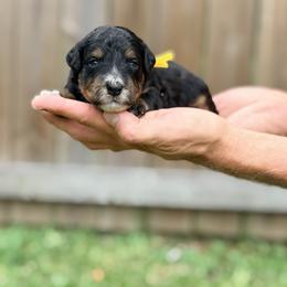 Travel - yellow - Phantom female Bernedoodle puppy in Charleston, South Carolina from Palm Belle Doodles
