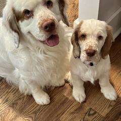 Clumber Spaniel Puppies from Wanderlust Clumber Spaniels