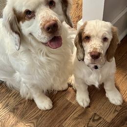 Clumber Spaniel Puppies from Wanderlust Clumber Spaniels