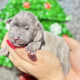 Uh-Huh-light blue - Brindle male Companion Cross puppy in Calimesa, California from BoujeePoodlesofsocal