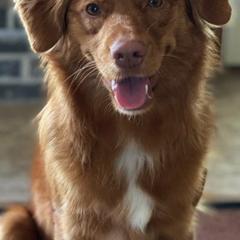 Nova Scotia Duck Tolling Retrievers from Smoky Hill Tollers
