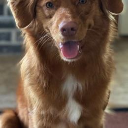 Nova Scotia Duck Tolling Retrievers from Smoky Hill Tollers