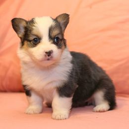 Girl 3 - Black and tan female Pembroke Welsh Corgi puppy in Karnack, Texas from Sureshot Corgis