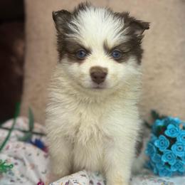 Ferrari - Red and white female Pomsky puppy in Ravena, New York from Osiris’s Siberians & Pomskies