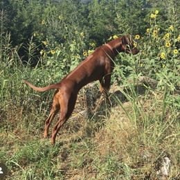 Rhodesian Ridgeback Puppies from Zambezi River Ridgebacks
