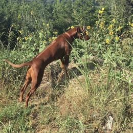 Rhodesian Ridgeback Puppies from Zambezi River Ridgebacks