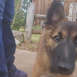 Lime - Mahogany and black female Belgian Tervuren puppy in Merrill, Michigan from Reves Vifs Belgian Shepherds