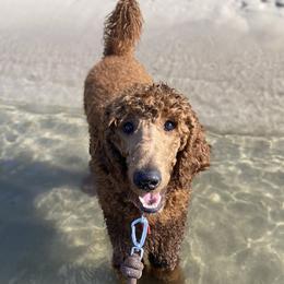 Arrow - Poodle