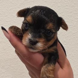 Minnie - Black and tan female Yorkshire Terrier puppy in Haines City, Florida from MF_Yorkies