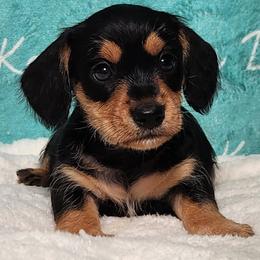 Sourdough - Black and tan male Dachshund puppy in Mount Sherman, Kentucky from Kaleidoscope Dachshunds and Whippets