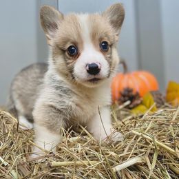 American Corgi, Pembroke Welsh Corgi, and Yorkshire Terrier Puppies from Ingram's Corgis & Yorkies