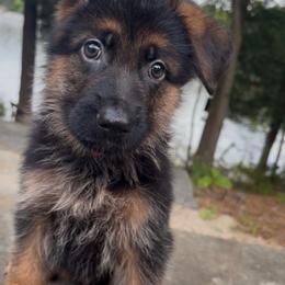 German Shepherd Puppies from Christina Vanada
