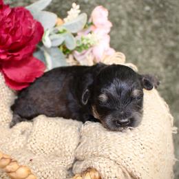 Bandit- F1B Mini AussieDoodle Boy in NC- Black Phantom - Black phantom male Aussiedoodle puppy in Stokesdale, North Carolina from His and Hers Poodles and Doodles