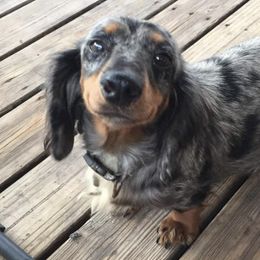 Dachshunds from Rose's Dachshunds