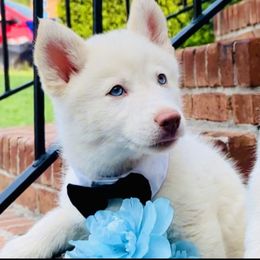 Siberian Husky Puppies from Lobban Huskies