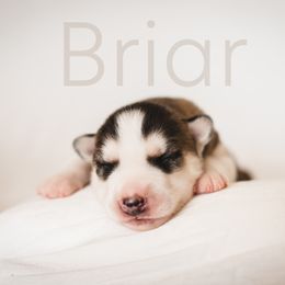 Siberian Husky Puppies from Husky Love and Pups