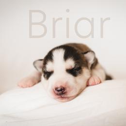 Siberian Husky Puppies from Husky Love and Pups