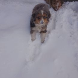 Miniature Australian Shepherd and Toy Australian Shepherd Puppies from Kinsley's Cuties & SouthPaw Creations