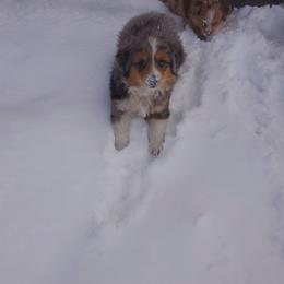 Miniature Australian Shepherd and Toy Australian Shepherd Puppies from Kinsley's Cuties & SouthPaw Creations