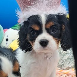 Bonnie - Tri-color female Cavalier King Charles Spaniel puppy in Longview, Texas from S. Mancha