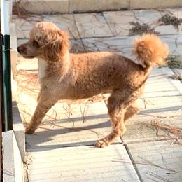Scout - Poodle