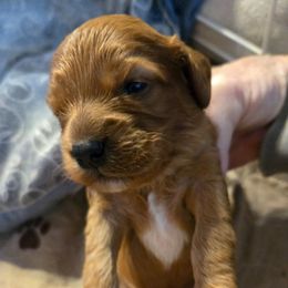 Samson - Blenheim male Cavapoo puppy in Siloam Springs, Arkansas from Kingdom Bound By Design