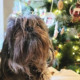 Whitney - Shih Tzu