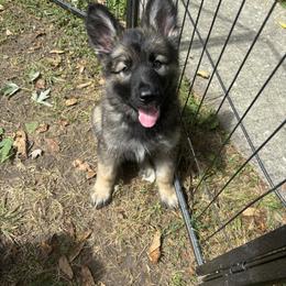 German Shepherd Puppies from Fancy GSDs