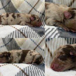 Kaycee - Red merle male Australian Shepherd puppy in Nicholasville, Kentucky from Sugar Creek Aussies