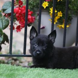Vulcan - Bi-color male German Shepherd puppy in Philippi, West Virginia from Vom Haus Highlands