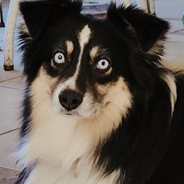 Trooper - Australian Shepherd