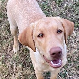Labrador Retrievers and Miniature Australian Shepherds from Rock Ridge Farms