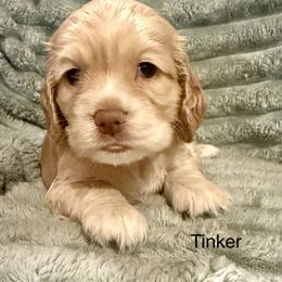 Tinker - Buff female Cocker Spaniel puppy in Sumter, South Carolina from Cocker Eclipse In Home Kennel