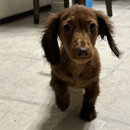 Dachshund Puppies from KT Canines, LLC