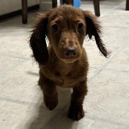 Dachshund Puppies from KT Canines, LLC