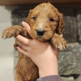 Dancer - Red female Bernedoodle puppy in Pollock Pines, California from Ten Acre Wood Doodles