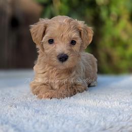 Carina - Red female Aussiedoodle puppy in Centreville, Mississippi from Trin's Designer Doodles