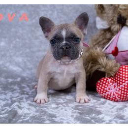 Nova - Fawn and white female French Bulldog puppy in Denison, Texas from Lovemyfrenchies – Stoddard Frenchbulldog's