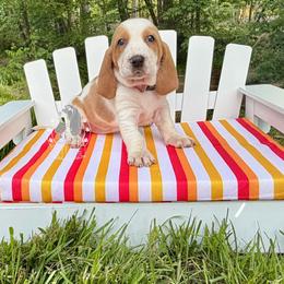 Scout - Red and white female Basset Hound puppy in Dingess, West Virginia from Tuckers' Howling Hounds