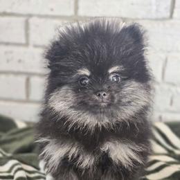 Obsidian - Black and tan male Pomeranian puppy in Statesboro, Georgia from Briar Creek Kennels
