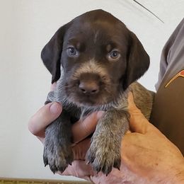 Deutsch-Drahthaars from vom Cherry Creek Kennel