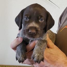 Deutsch-Drahthaars from vom Cherry Creek Kennel