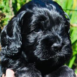 Cockapoo Puppies from Lulu's Cockapoos