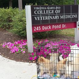 Icelandic Sheepdog Puppies from Valhalla Icelandic Sheepdogs