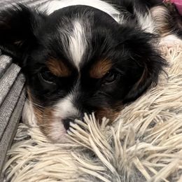 Cavalier King Charles Spaniel Puppies from AustinCavalier