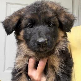 Girl 2 - Black and red female German Shepherd puppy in Valley Springs, South Dakota from Von Pasch German Shepherds